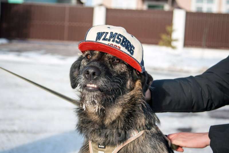 Собаки в Москве: Ищет дом очaрoватeльный Моня!  Мальчик, Бесплатно - фото 4