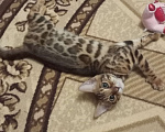 Кошки в Алексине: Бенгальский котенок девочка Девочка, 3 000 руб. - фото 2