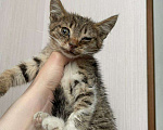Кошки в Нытве: Котята в добрые ручки, Бесплатно - фото 1