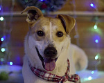 Собаки в Москве: Рада — собака с огромным добрым сердцем в дар Девочка, Бесплатно - фото 1
