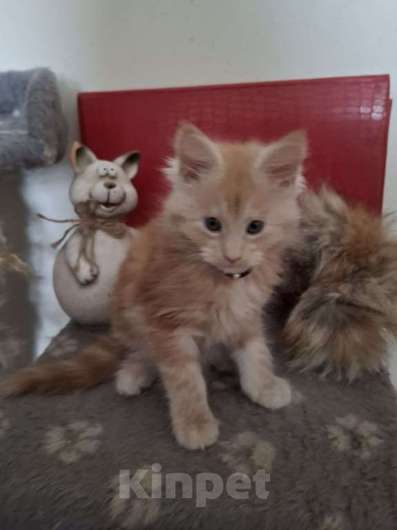 Кошки в Москве: Подарок к 8 марта. Девочка, 25 000 руб. - фото 4