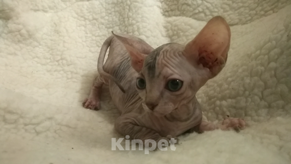 Кошки в Курске: Донская девочка цветная гетерохромия  Девочка, 20 000 руб. - фото 3