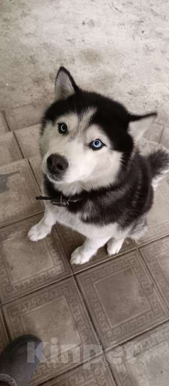 Собаки в других городах Липецкой области: Сюр Мальчик, 1 руб. - фото 2