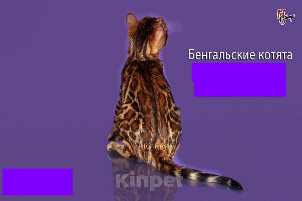Кошки в Санкт-Петербурге: Бенгальская девочка  Пуговка BIG-BENG Девочка, 45 000 руб. - фото 1