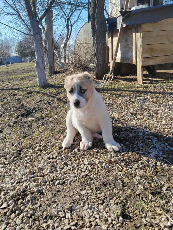 Собаки в других городах Тульской области: Щенки алабая  Девочка, 40 000 руб. - фото 5