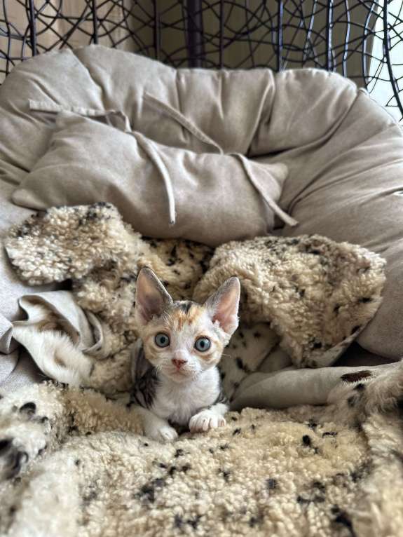 Кошки в Мурином: Domi Sol Девочка, 65 000 руб. - фото 2