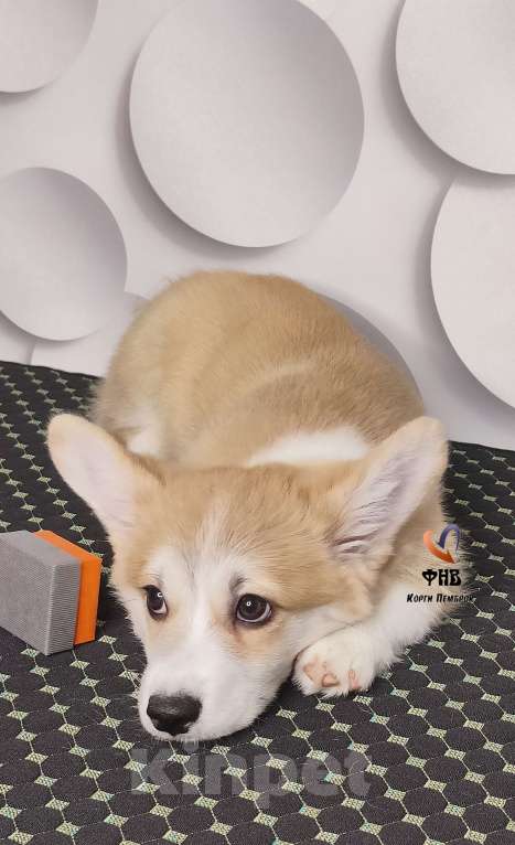 Собаки в Москве: Мальчик вельш корги пемброк  Мальчик, 70 000 руб. - фото 2