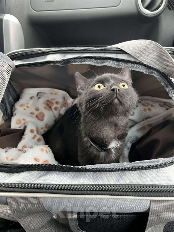 Кошки в Тольятти: Кот в добрые руки Мальчик, Бесплатно - фото 1