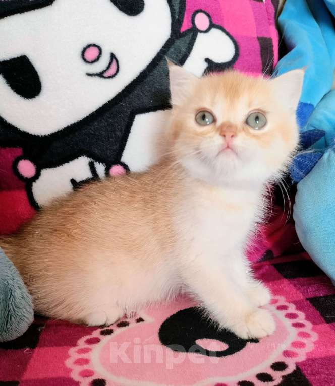 Кошки в Воронеже: Золотая шоколадная завуалированная шиншилла Девочка, 40 000 руб. - фото 2