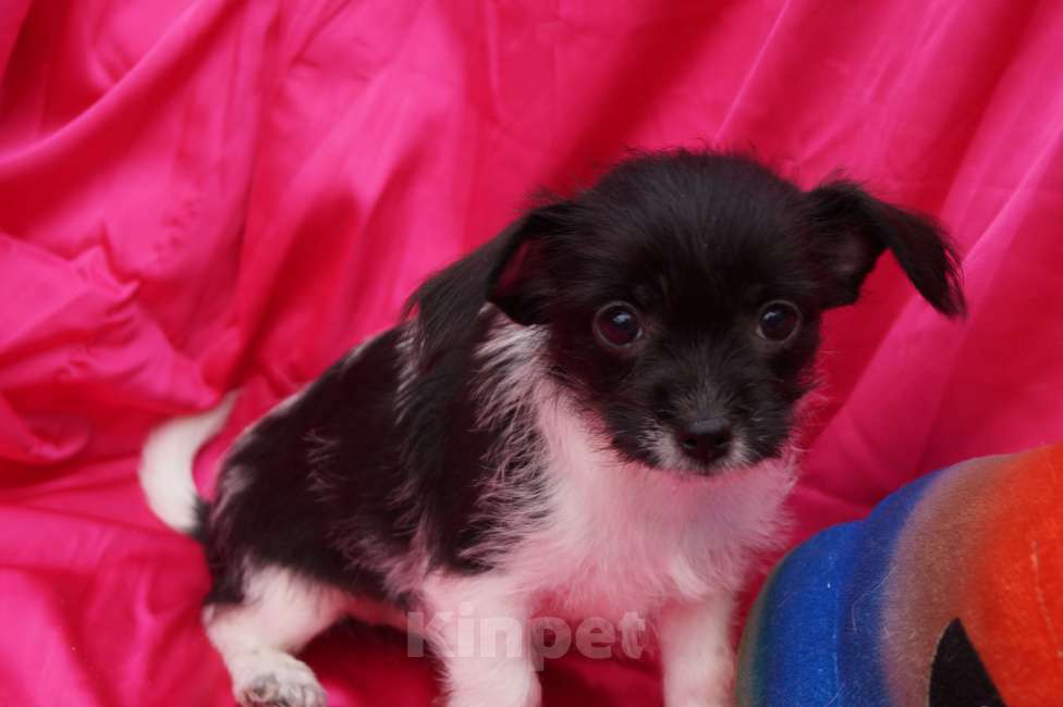 Собаки в Москве: Щеночки метисы- детки любви Мальчик, 13 000 руб. - фото 5