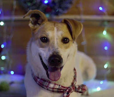 Объявление: Рада — собака с огромным добрым сердцем в дар, Бесплатно, Москва