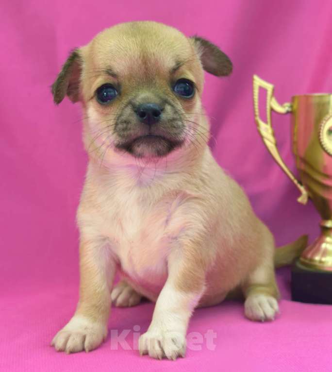 Собаки в Москве: Девочка чихуахуа готова к переезду в мае Девочка, 45 000 руб. - фото 2