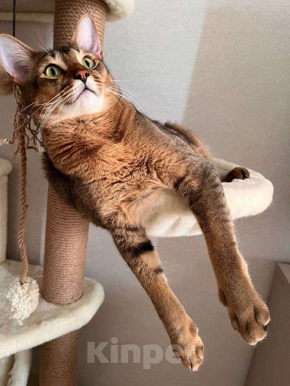 Кошки в других городах Московской области: Котята Чаузи, домашние тигриные львы Мальчик, 20 000 руб. - фото 5