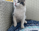 Кошки в Москве: Котята ищут дом Мальчик, Бесплатно - фото 7