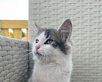 Кошки в Москве: Котик ищет дом Мальчик, Бесплатно - фото 1