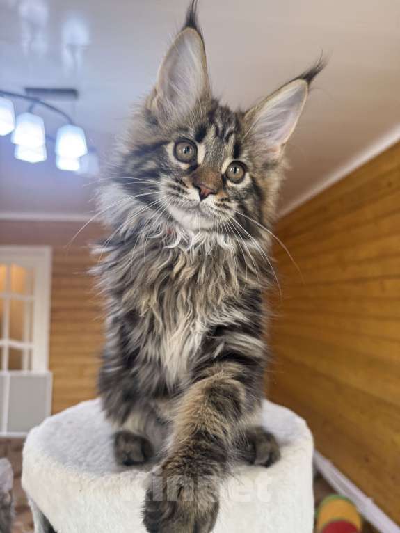 Кошки в Москве: Мейн-кун котенок Мальчик, 60 000 руб. - фото 1