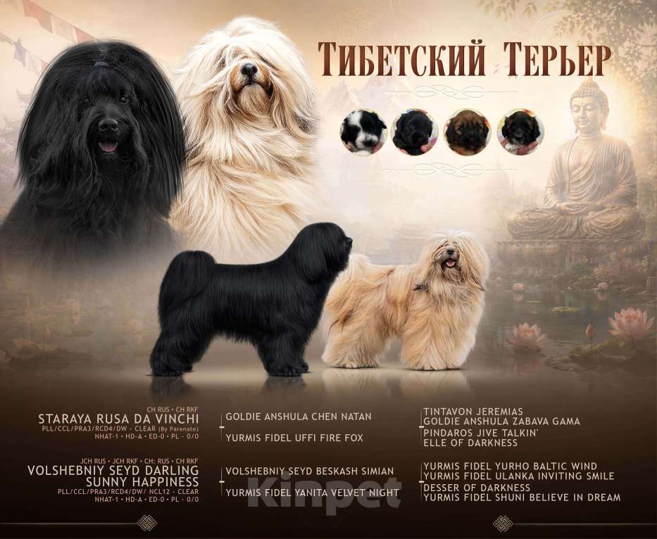 Собаки в Петрозаводске: Щенок Тибетского Терьера Девочка, 75 000 руб. - фото 5