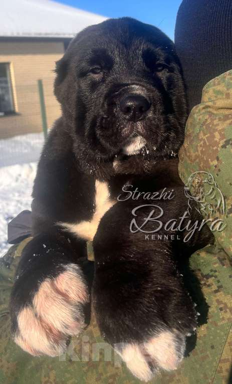 Собаки в Калуге: Кобель САО Мальчик, 80 000 руб. - фото 1