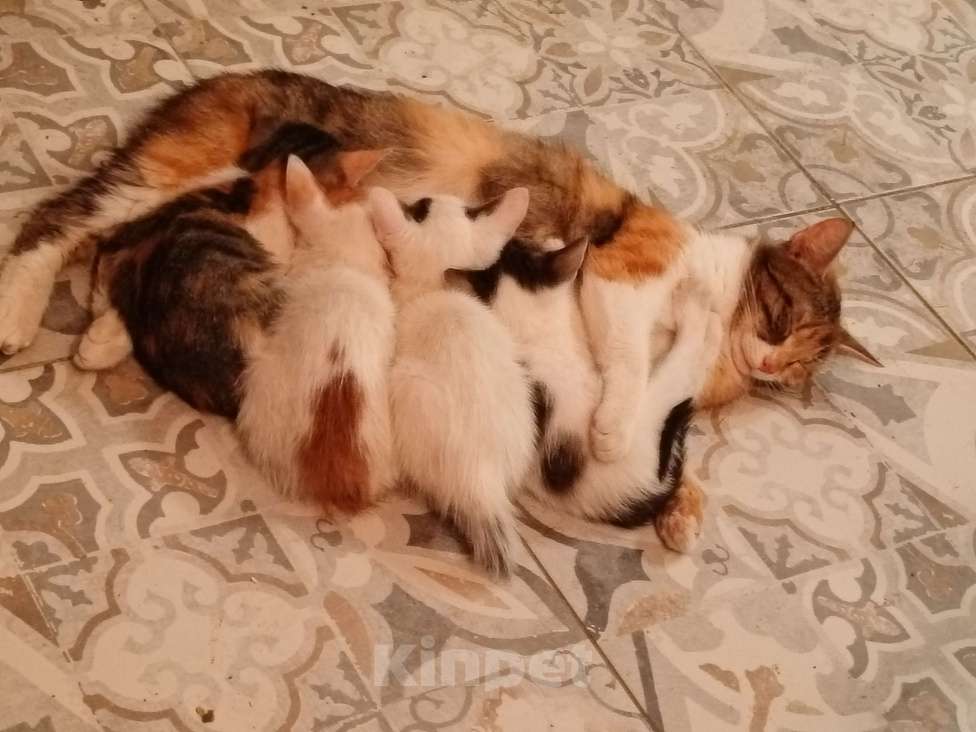 Кошки в Москве: Отдам котёнка 2 месяца Девочка, Бесплатно - фото 3