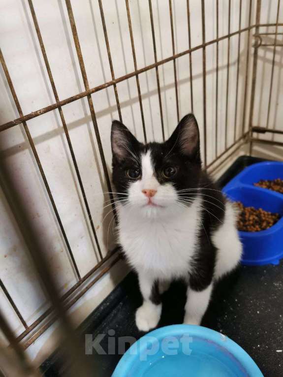 Кошки в Москве: котенок Малышка ищет дом Девочка, Бесплатно - фото 1