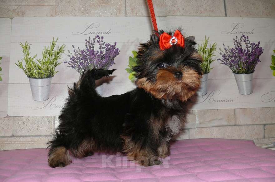 Собаки в Королеве: Мини девочка йорк Девочка, 100 000 руб. - фото 6