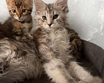 Кошки в Москве: Котята Мейн -кун Разнополые, 25 000 руб. - фото 1