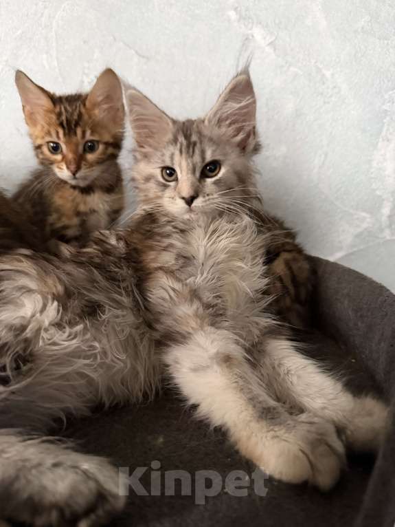 Кошки в Москве: Котята Мейн -кун Разнополые, 25 000 руб. - фото 1