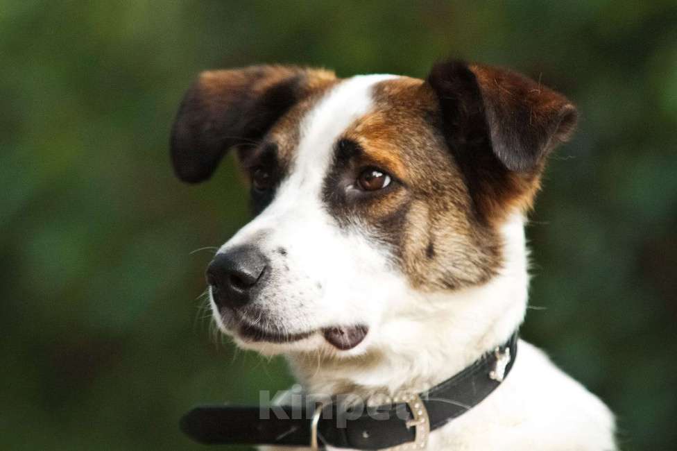 Собаки в Москве: Познакомьтесь с невероятно спокойным и умным Арни! Мальчик, 1 руб. - фото 10