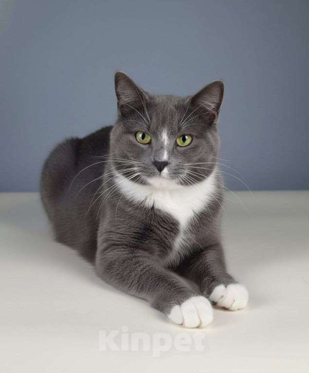 Кошки в Москве: Котик  Димка Мальчик, Бесплатно - фото 2
