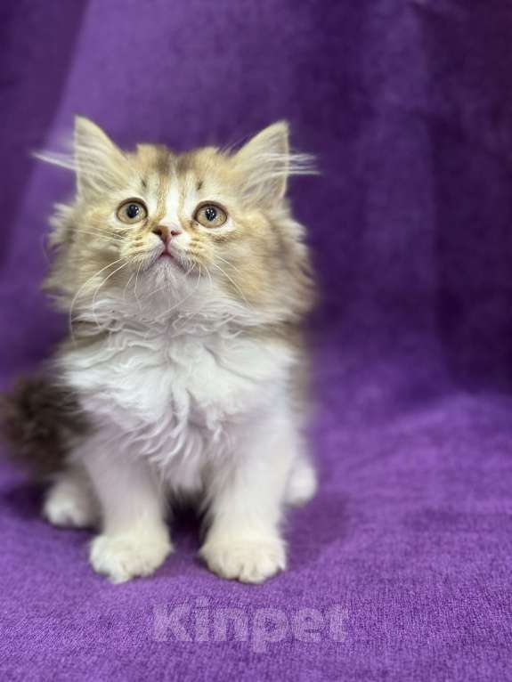 Кошки в Волгограде: Британские шоколадные котята Мальчик, 15 000 руб. - фото 1