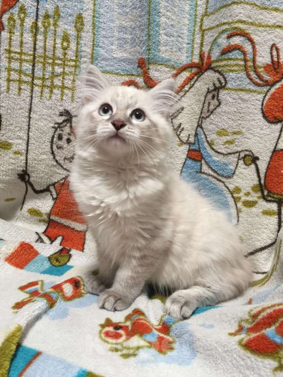 Кошки в Санкт-Петербурге: Невский маскарадный котёнок, кот Мальчик, 45 000 руб. - фото 2