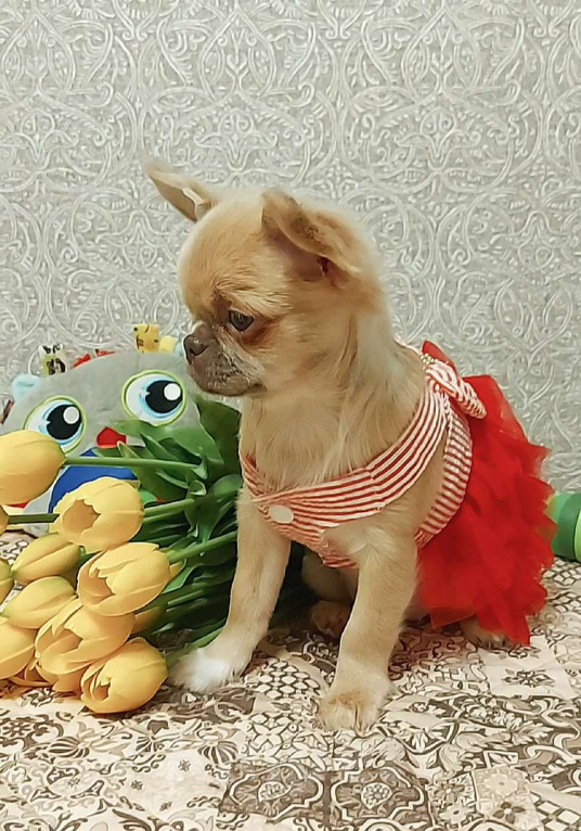 Собаки в Новосибирске: Девочка Чихуахуа  Девочка, Бесплатно - фото 3