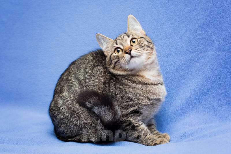 Кошки в Москве: Серый полосатый котенок Новелла в дар Девочка, 1 руб. - фото 7