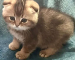 Кошки в других городах Московской области: Шотландский вислоухий короткошёрстный котёнок Разнополые, 30 000 руб. - фото 5