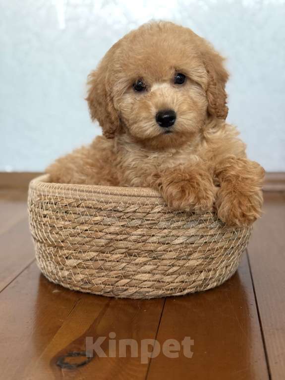 Собаки в Новосибирске: Щенок пуделя  девочка Девочка, 80 000 руб. - фото 3