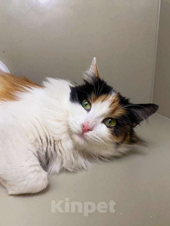 Кошки в Москве: Робкая Кассандра Девочка, Бесплатно - фото 4