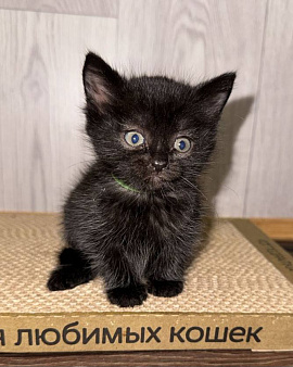 Черный котенок ищет дом