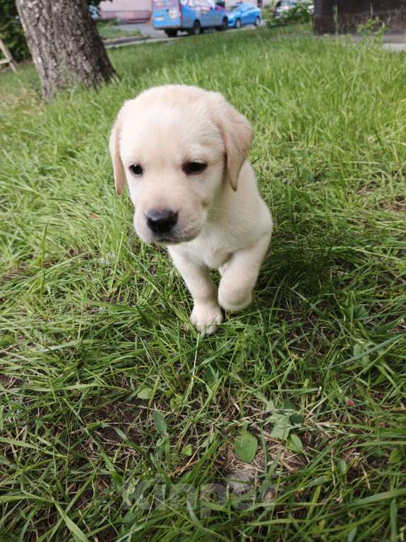 Собаки в Кемерово: Щенки лабрадора Мальчик, Бесплатно - фото 4