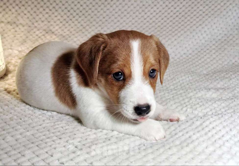 Собаки в Москве: Мальчик Джек Рассел терьера Мальчик, 55 000 руб. - фото 2