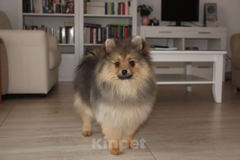 Собаки в Раменском: Девочка шпица Девочка, 40 000 руб. - фото 2