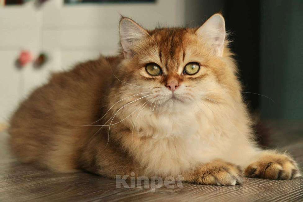 Кошки в Москве: Британский котенок Минхо Мальчик, 50 000 руб. - фото 1