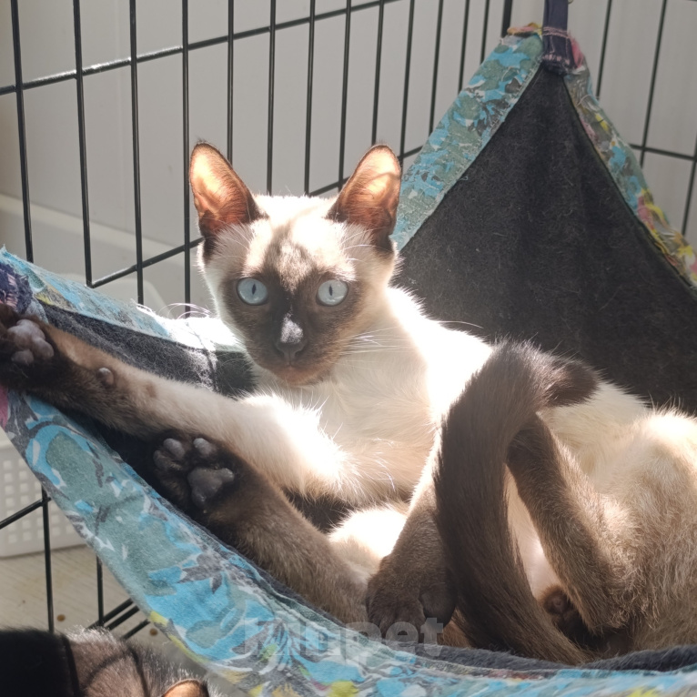 Кошки в Химках: Тайский котенок-подросток Мальчик, Бесплатно - фото 3