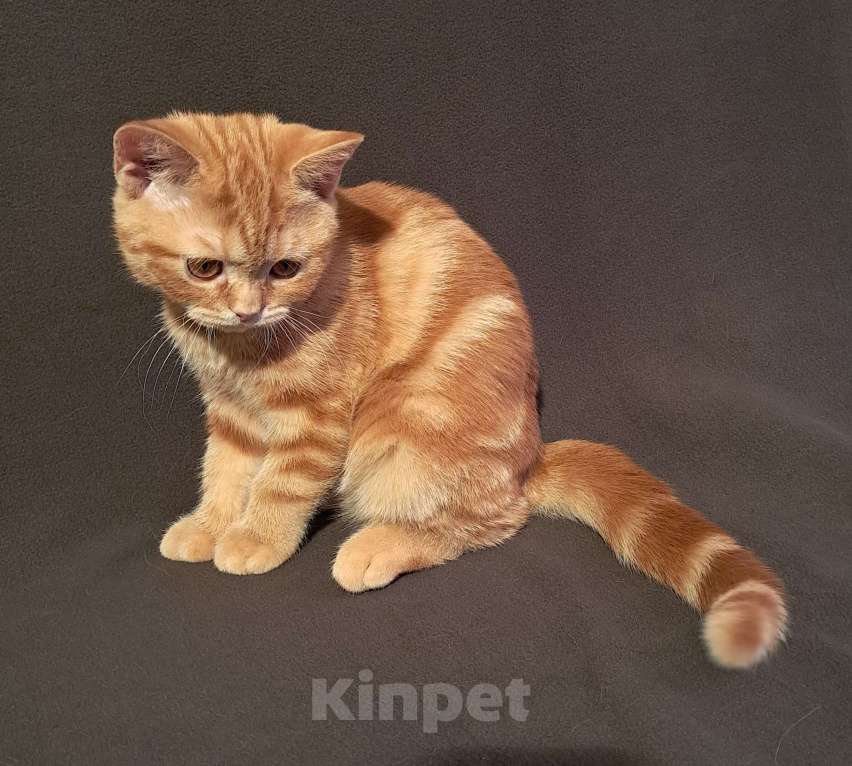 Кошки в Санкт-Петербурге: Шотландский котенок с документами. Мальчик, 28 000 руб. - фото 4