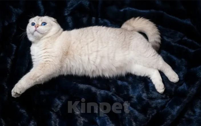 Кошки в Москве: Синеглазый вислоухий кот Эхнатончик в дар Мальчик, Бесплатно - фото 4