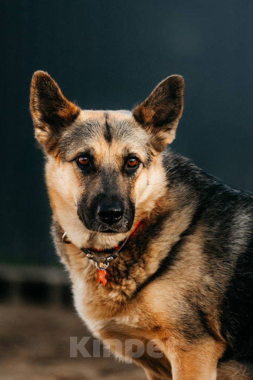 Собаки в других городах Московской области: Собака спокойная Тина ищет дом Девочка, Бесплатно - фото 2
