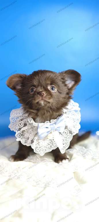 Собаки в Москве: Шоколадный мальчик Мальчик, 40 000 руб. - фото 2