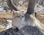 Кошки в Благовещенске: Британский котенок драгоценного окраса Мальчик, 50 000 руб. - фото 2
