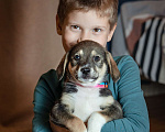 Собаки в Москве: Щенок Микки Мальчик, 1 руб. - фото 4