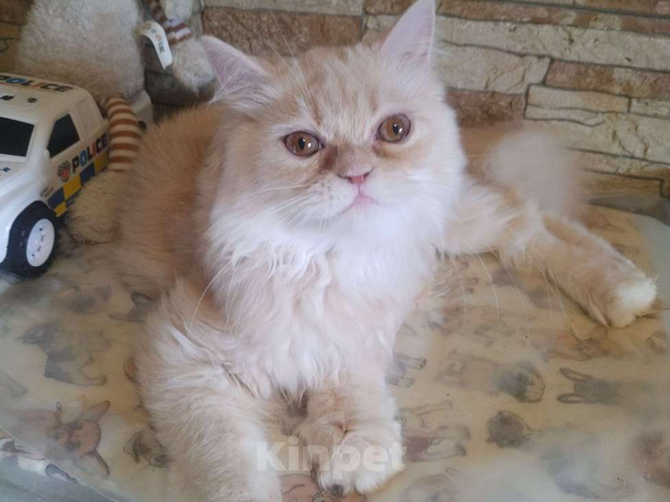Кошки в Краснодаре: Персидские котята  Девочка, 5 000 руб. - фото 7