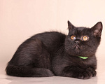 Кошки в Санкт-Петербурге: Черная британская красотка Девочка, 50 000 руб. - фото 4